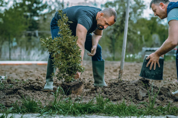 Best Tree Removal Contractors  in Suncrest, WA